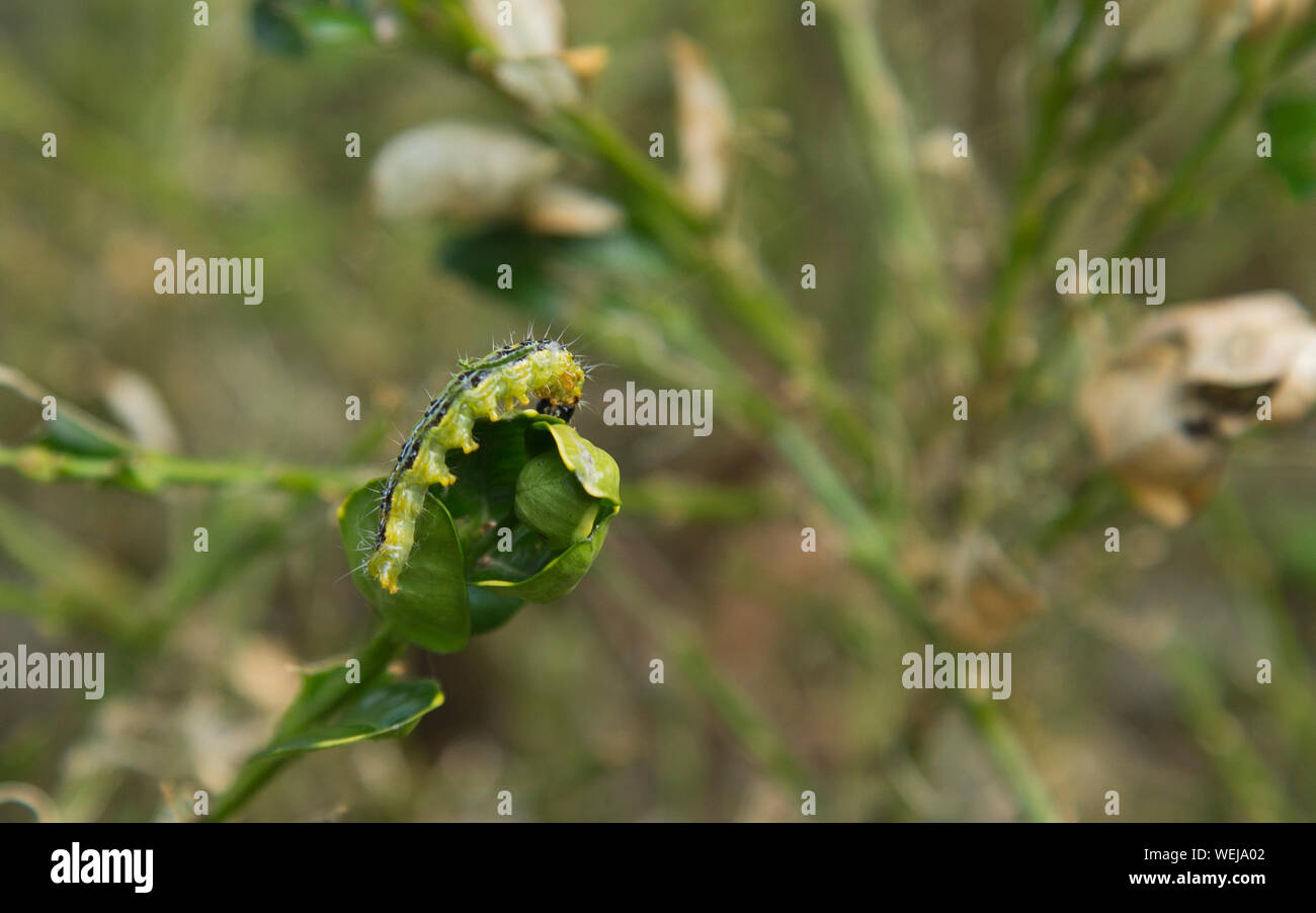Box Tree Caterpillar feeding on box plant in South London Garden Stock Photo Alamy