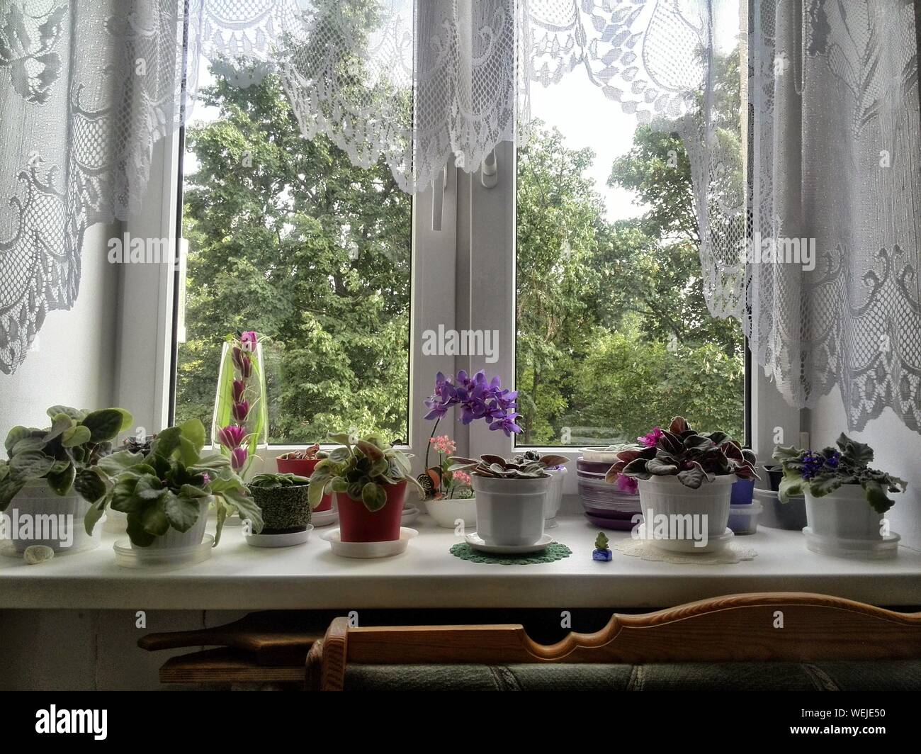 Plants Window Sill Indoors High Resolution Stock Photography And Images   Potted Plants On Window Sill Of Home WEJE50 