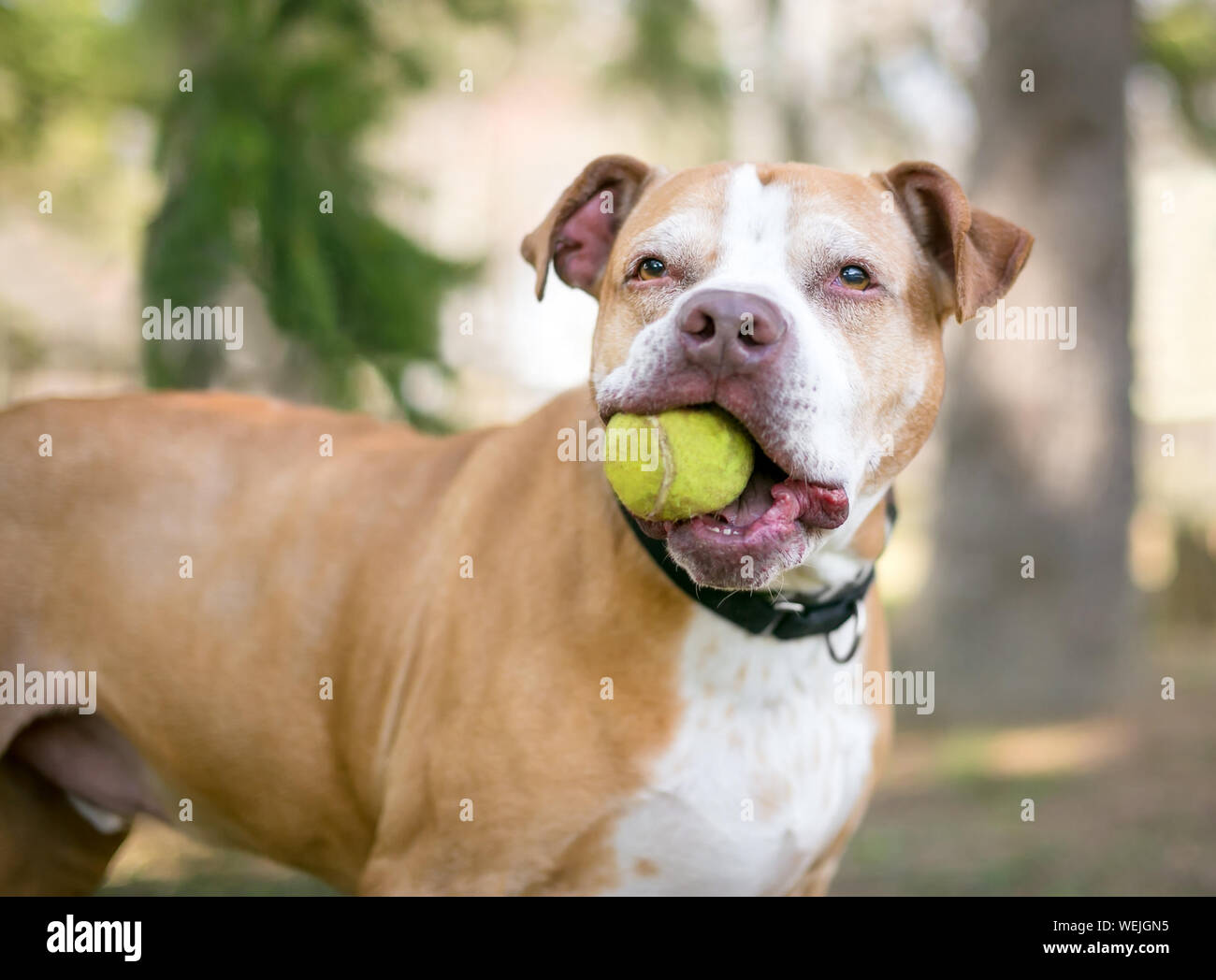 A red and white Pit Bull Terrier mixed breed dog holding a ball in its mouth Stock Photo