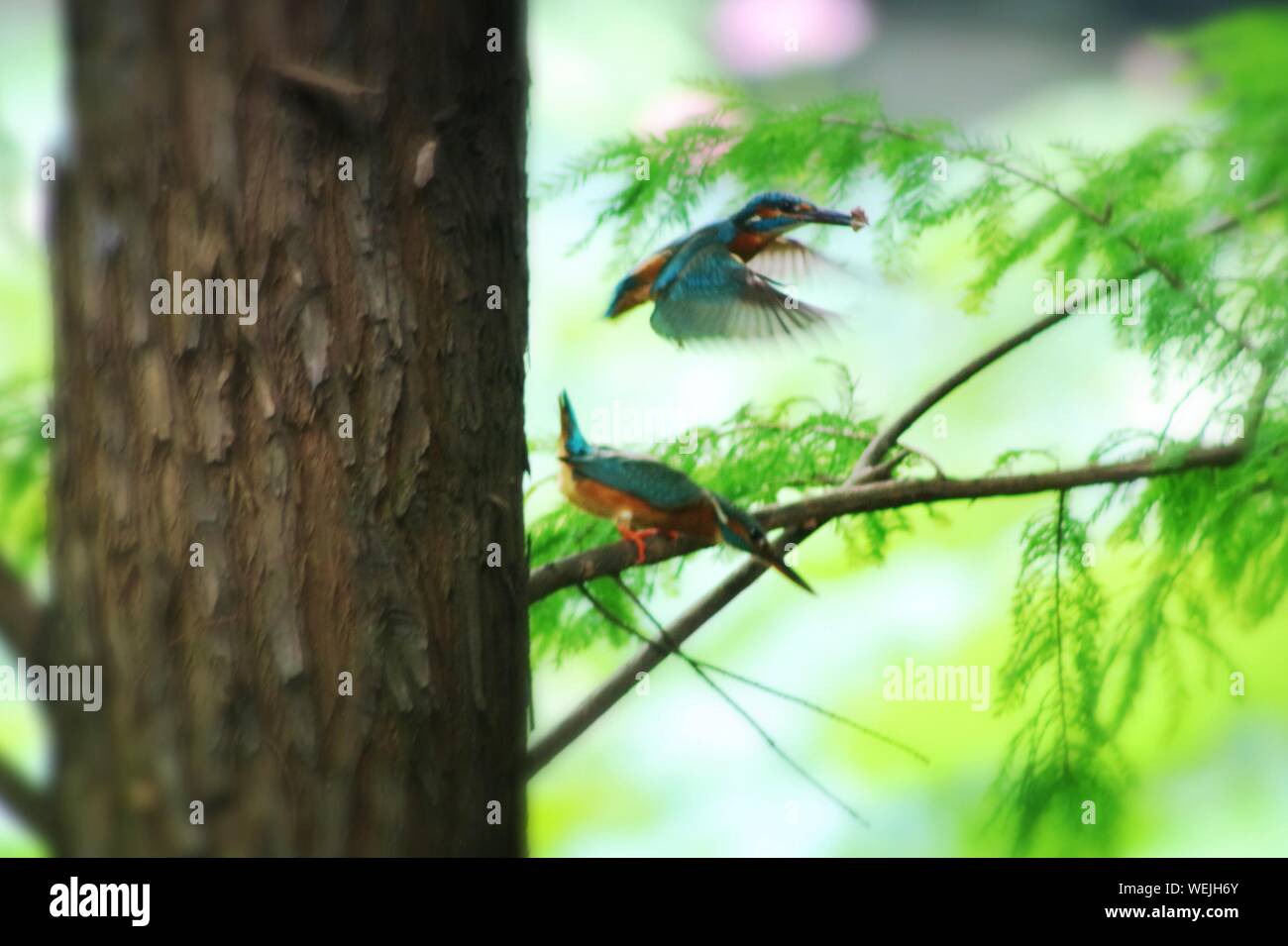 Kingfishers By Bark Stock Photo
