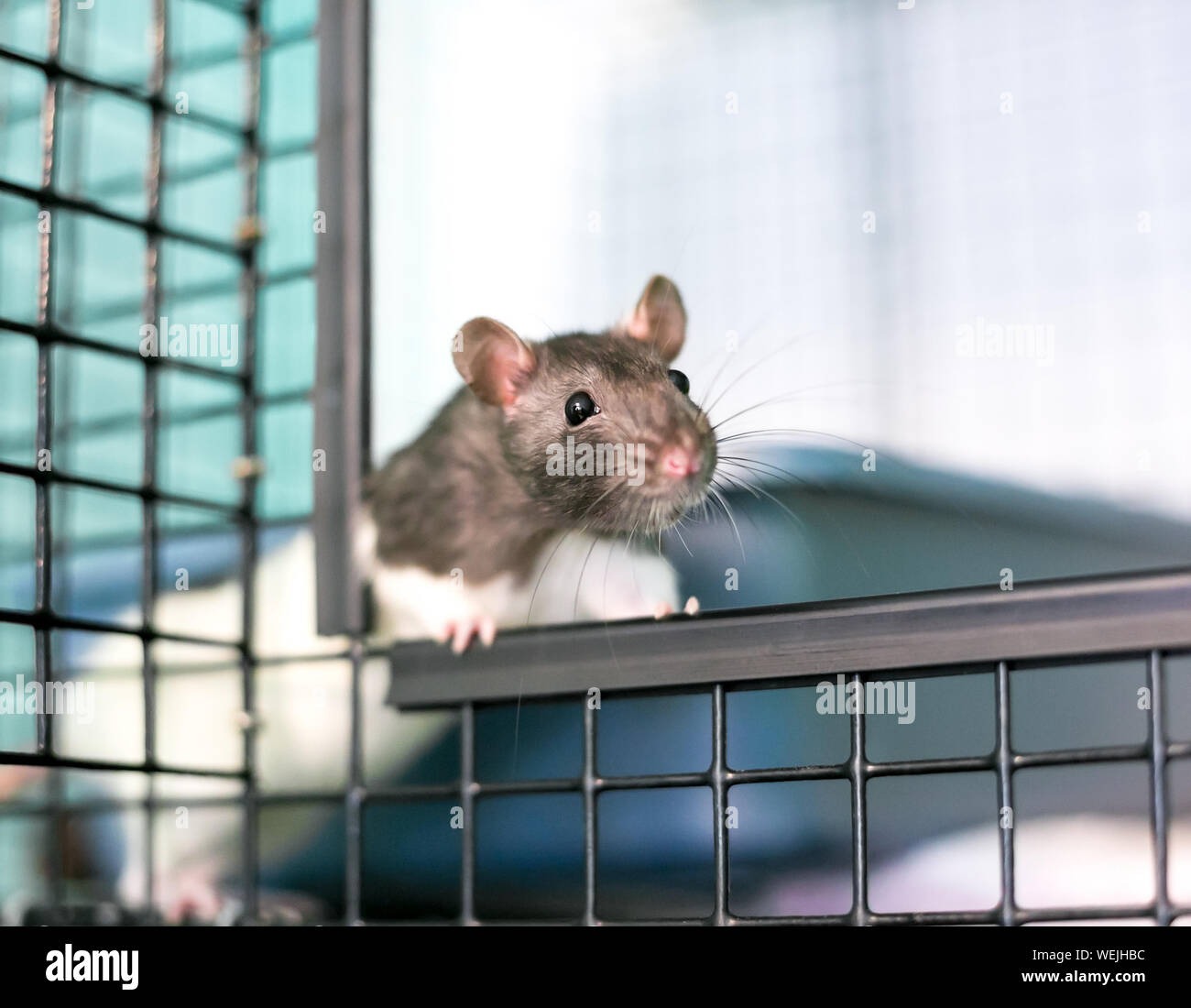 A curious domestic pet rat peeking out of its cage Stock Photo