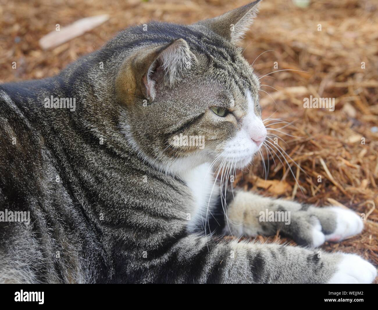 Close up, side view of a six-toed cat Stock Photo
