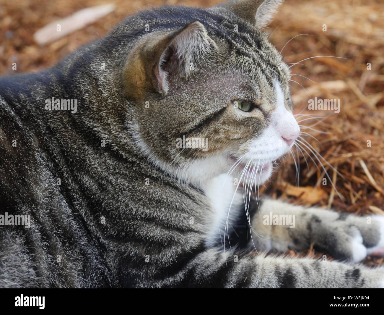 Close up shot of a cat's head, side view. This is one of the Hemingway cats in Key West, Florida. Stock Photo