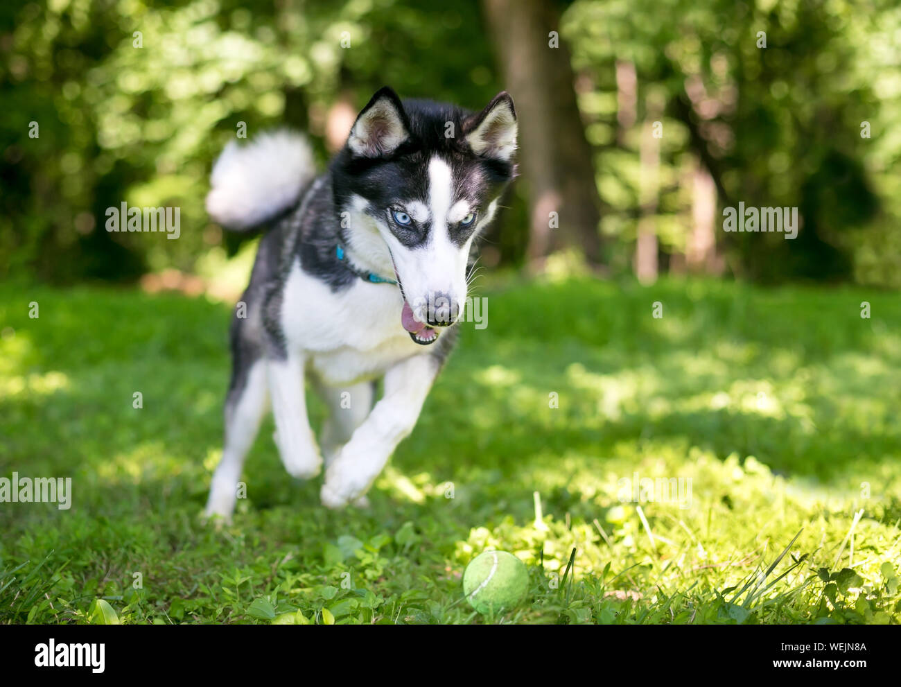 Best Leash For A Husky (Buying Guide Reviews) Siberian Husky Training