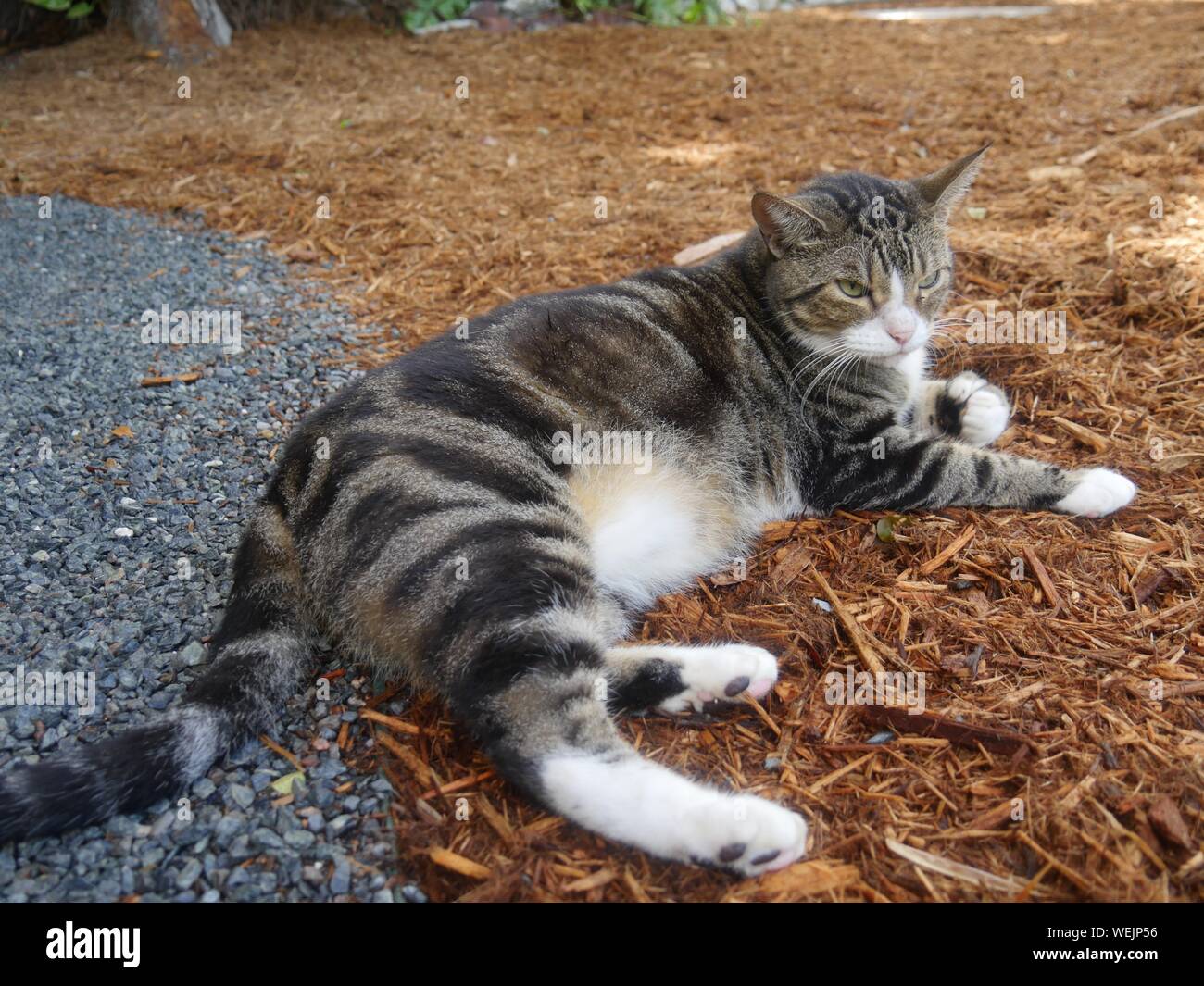 One of the cats at the Ernest Hemingway house in Key West, Florida. Stock Photo