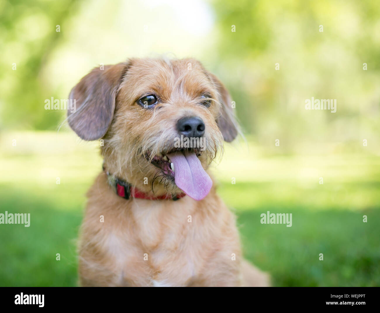 A scruffy brown Terrier mixed breed dog sitting outdoors, panting with ...