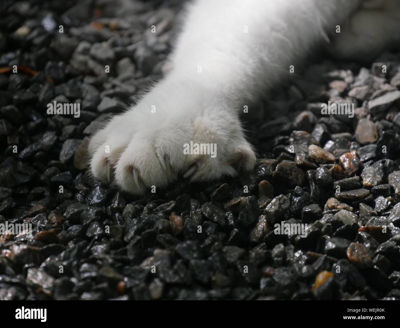 Close up of the paw of a six-toed cat at the Hemingway house in Key West, Florida. Stock Photo