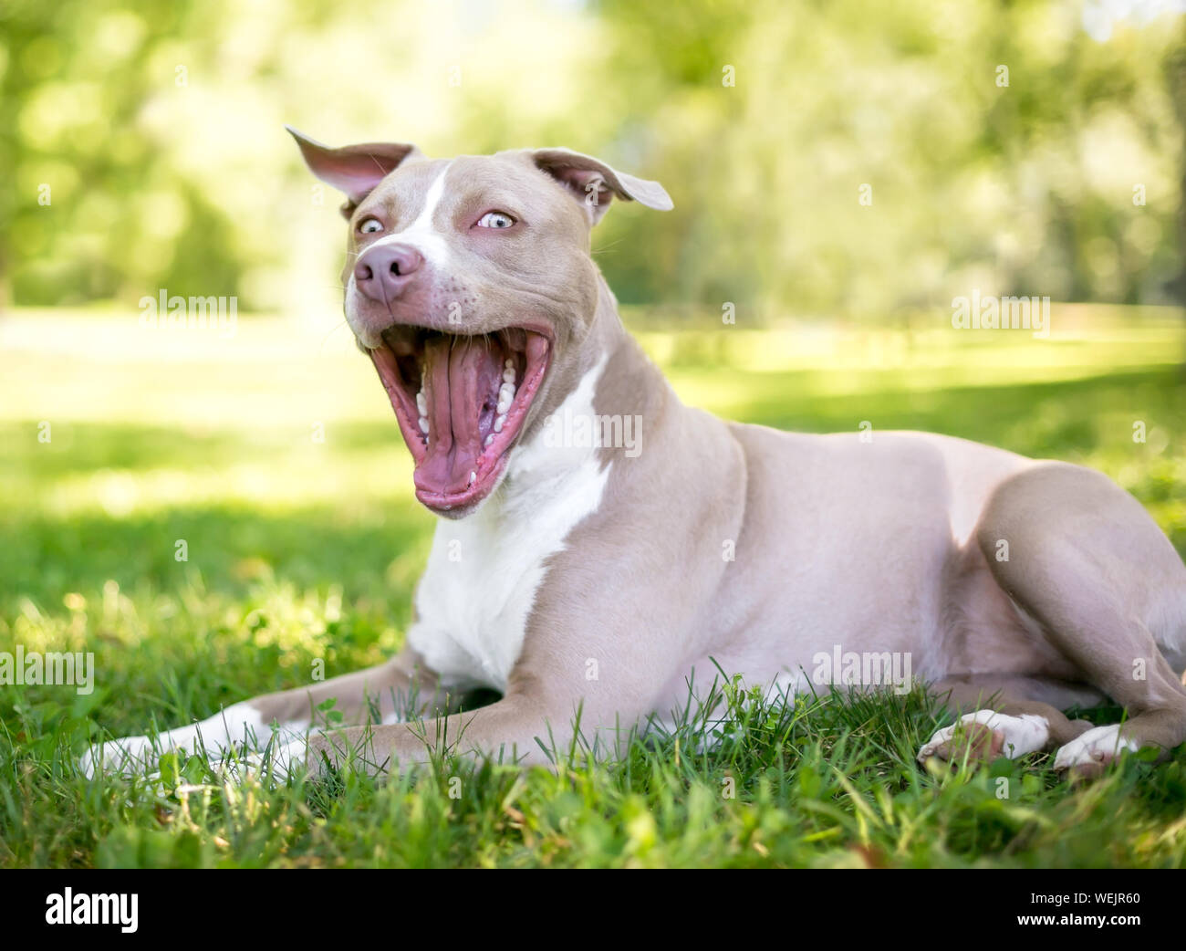 A tan and white Pit Bull Terrier mixed breed dog lying in the grass with a happy expression Stock Photo