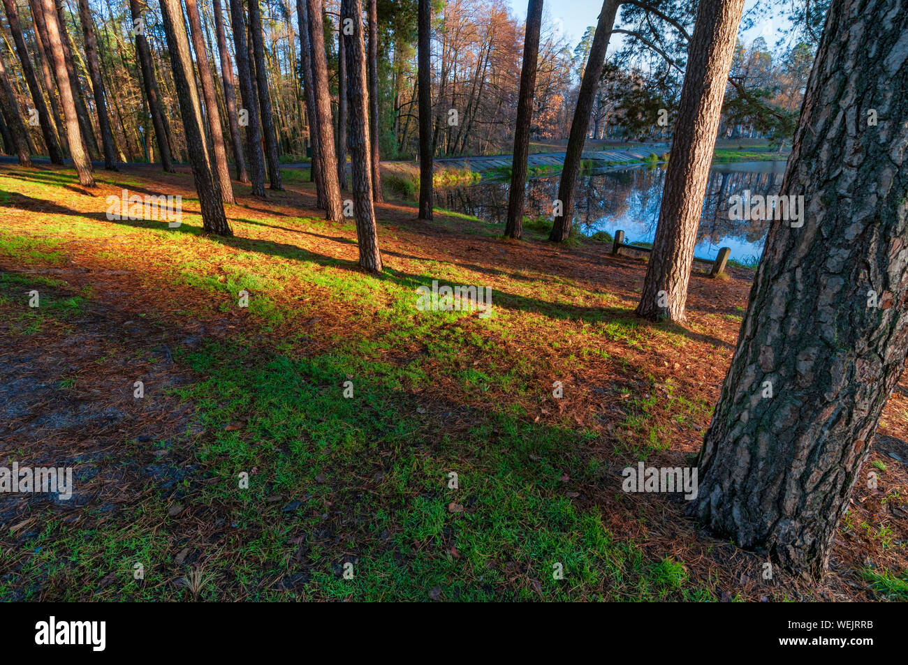 Summer landscape sunny forest hi-res stock photography and images - Alamy