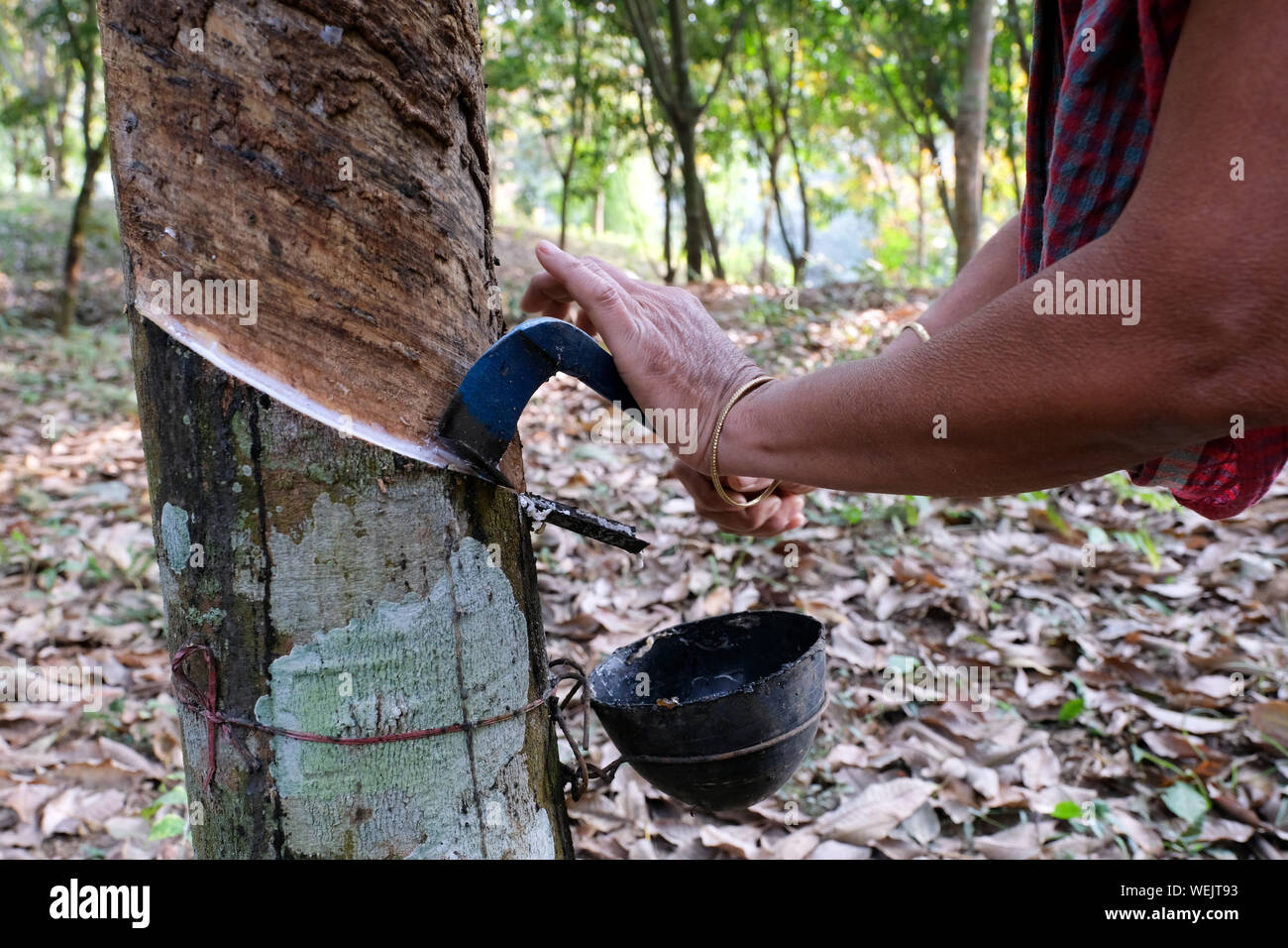 Rubber Farmer gets liquid Latex Rubber raw material from a Rubber Tree