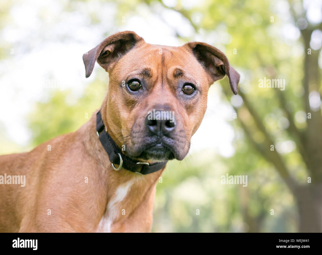 Boxer dog ears hires stock photography and images Alamy