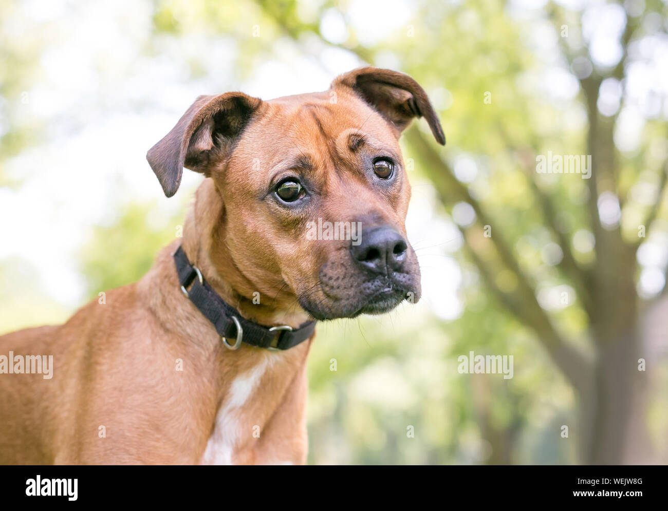 Boxer hotsell terrier mix