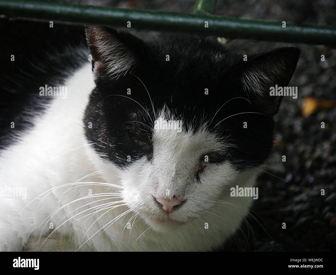 Face of a black and white six-toed cat at the Hemingway house in Key West, Florida. Stock Photo