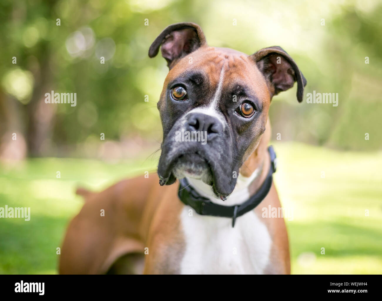 A Purebred Boxer Dog Outdoors Listening With A Head Tilt Stock Photo 