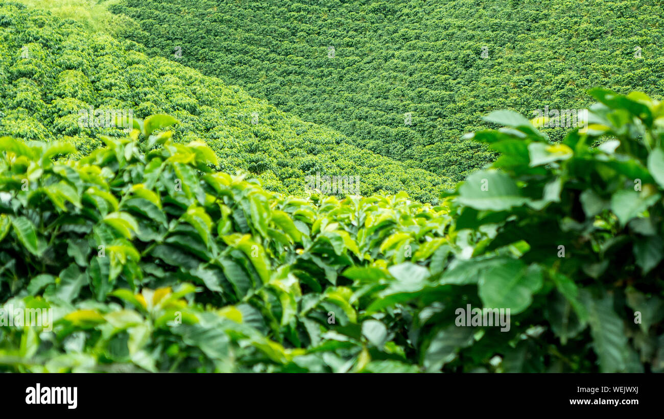 View Of Coffee Plantation Stock Photo - Alamy