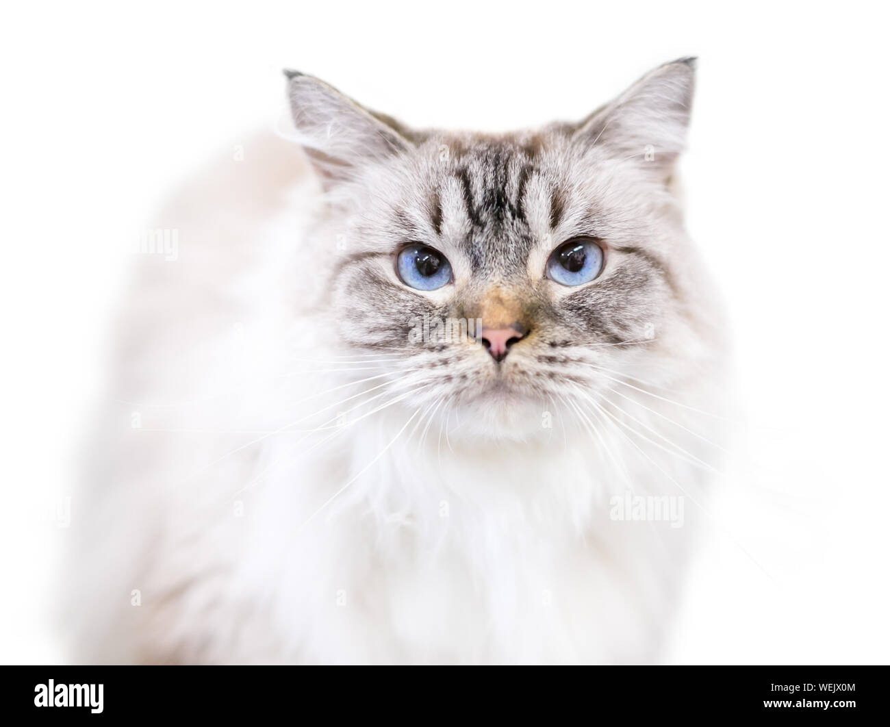 A beautiful fluffy Birman cat with tabby point markings and blue eyes Stock Photo