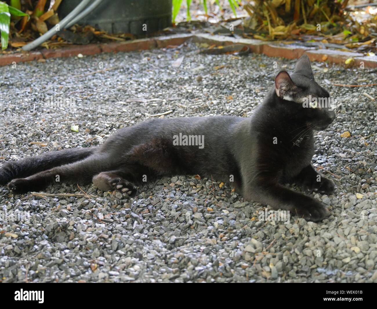 One of the famous cats at the Hemingway house in Key West, Florida. Stock Photo