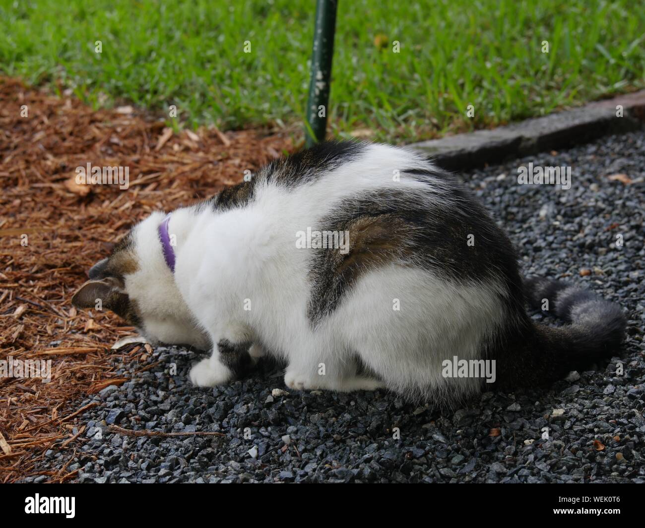 One of the pampered cats at the Hemingway house in Key West, Florida. Stock Photo