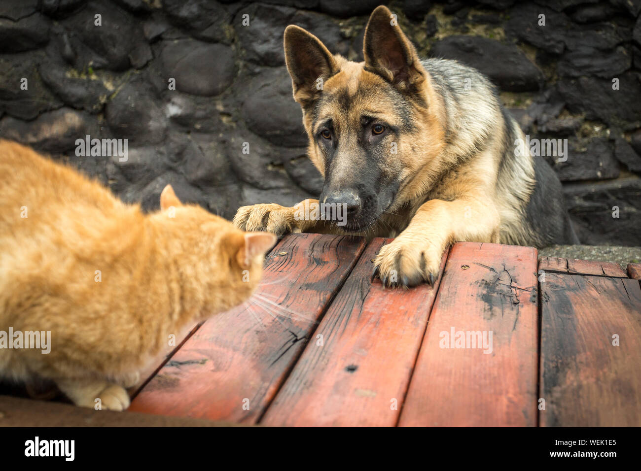 Cat Shepherd High Resolution Stock Photography And Images Alamy