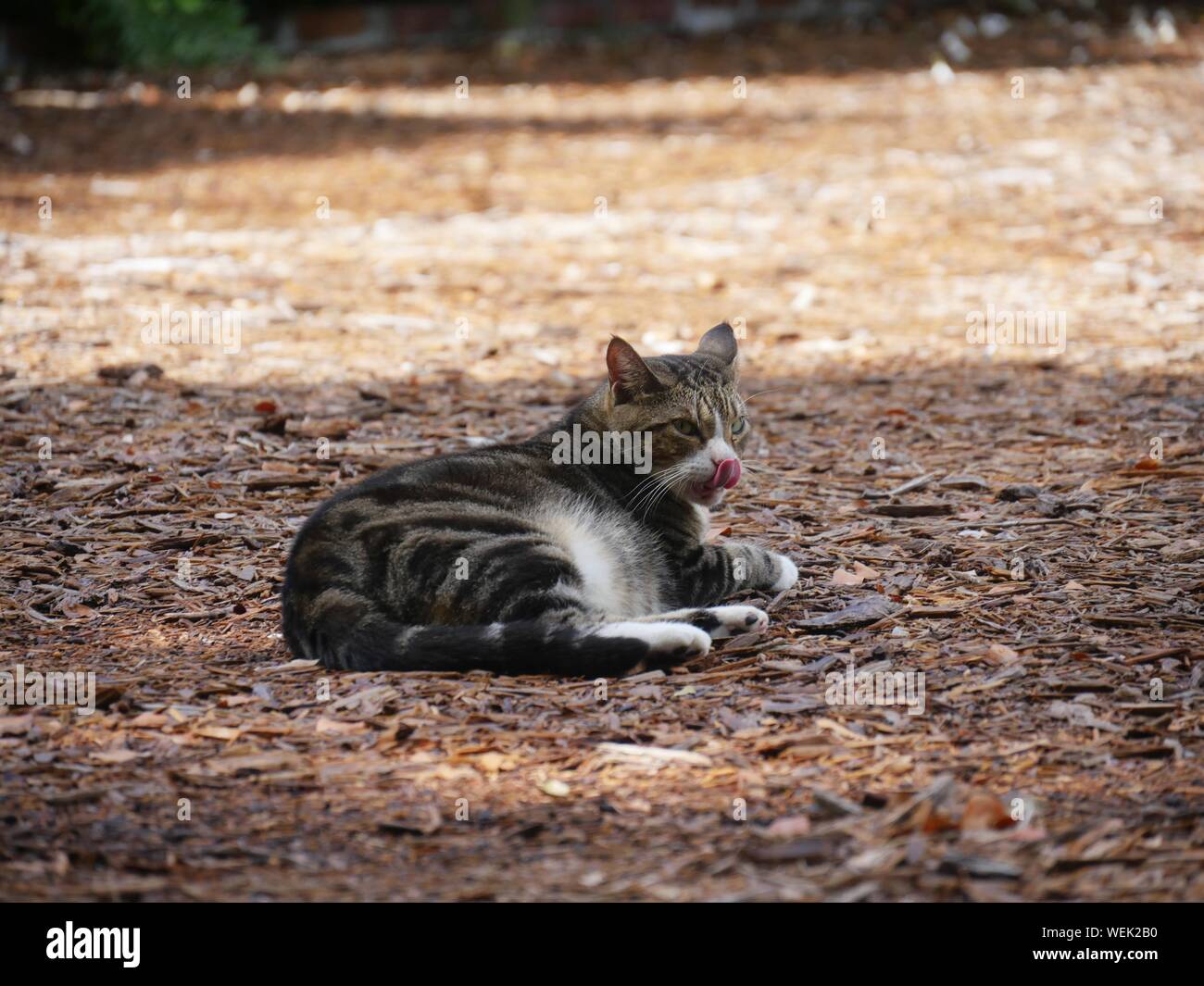 Wide shot of one of the pampered cats at the Hemingway house licking its mouth, Key West, Florida. Stock Photo