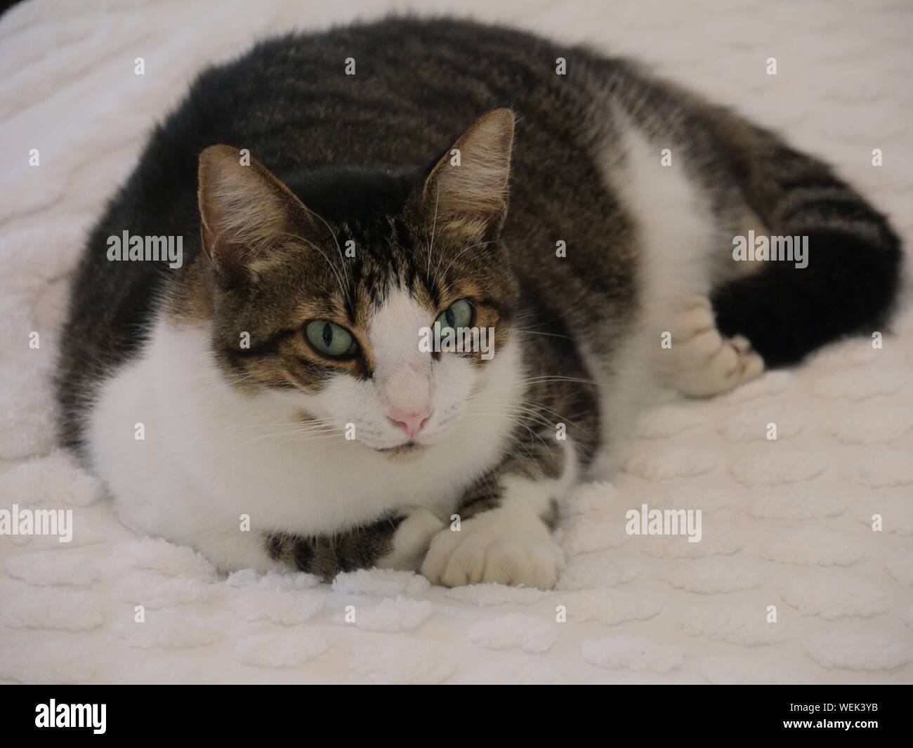 One of the pampered cats on the bed at the Hemingway house, Key West, Florida. Stock Photo