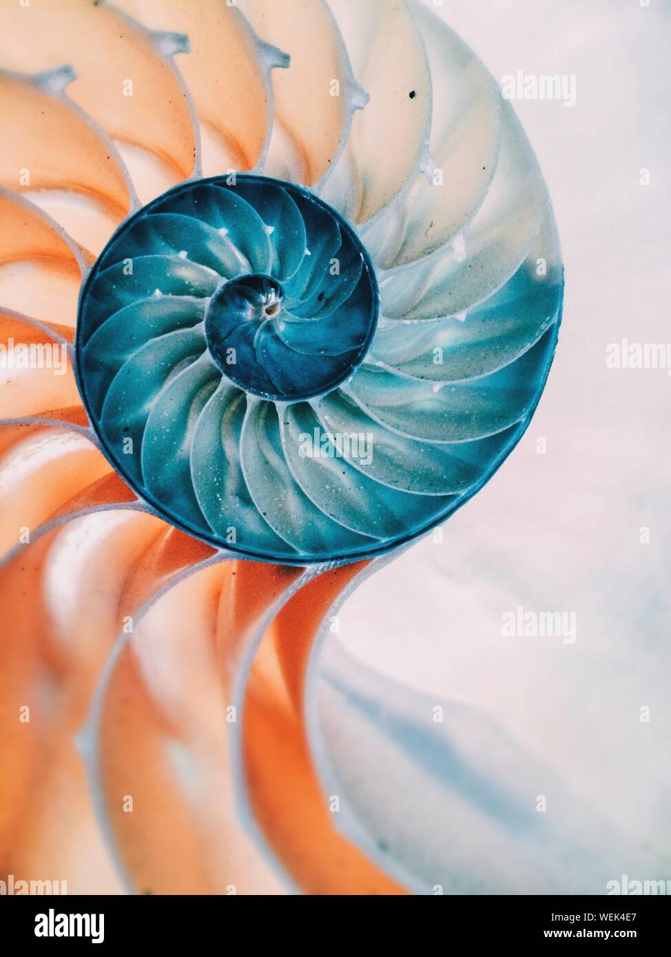 Close Up Of Nautilus Shell Stock Photo Alamy