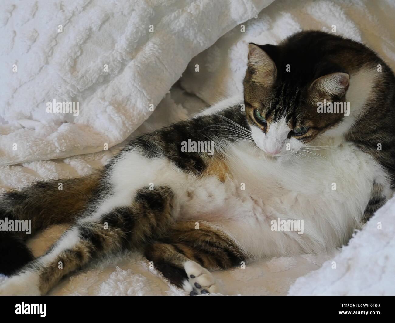One of the pampered cats languishign in bed at the Hemingway house, Key West, Florida. Stock Photo