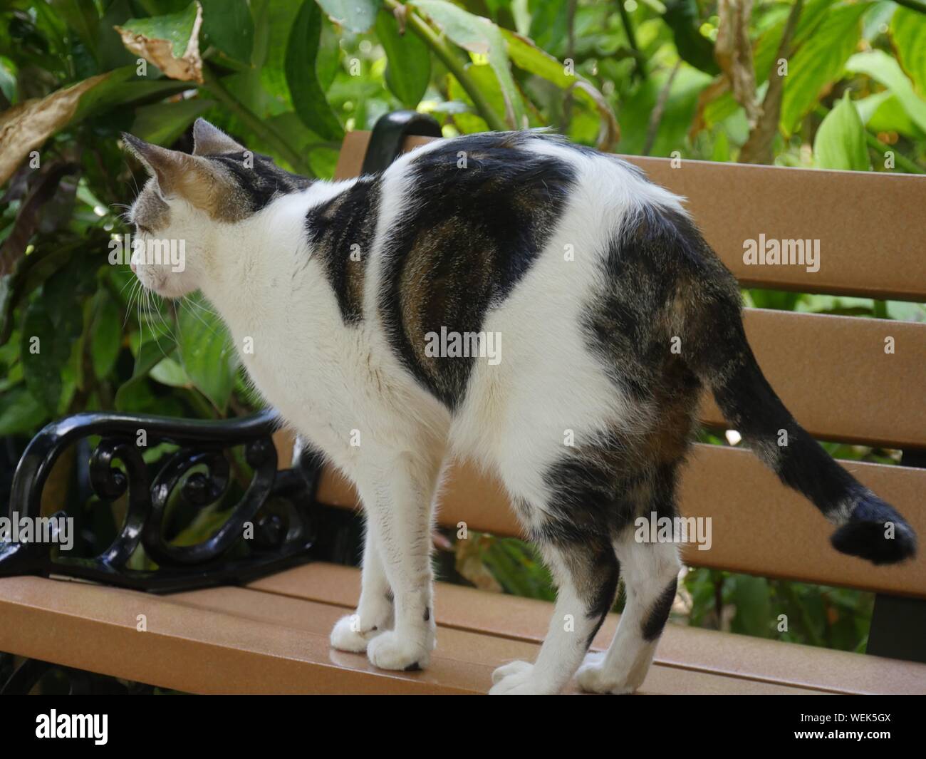 One of the pampered cats lat the Hemingway house, Key West, Florida. Stock Photo