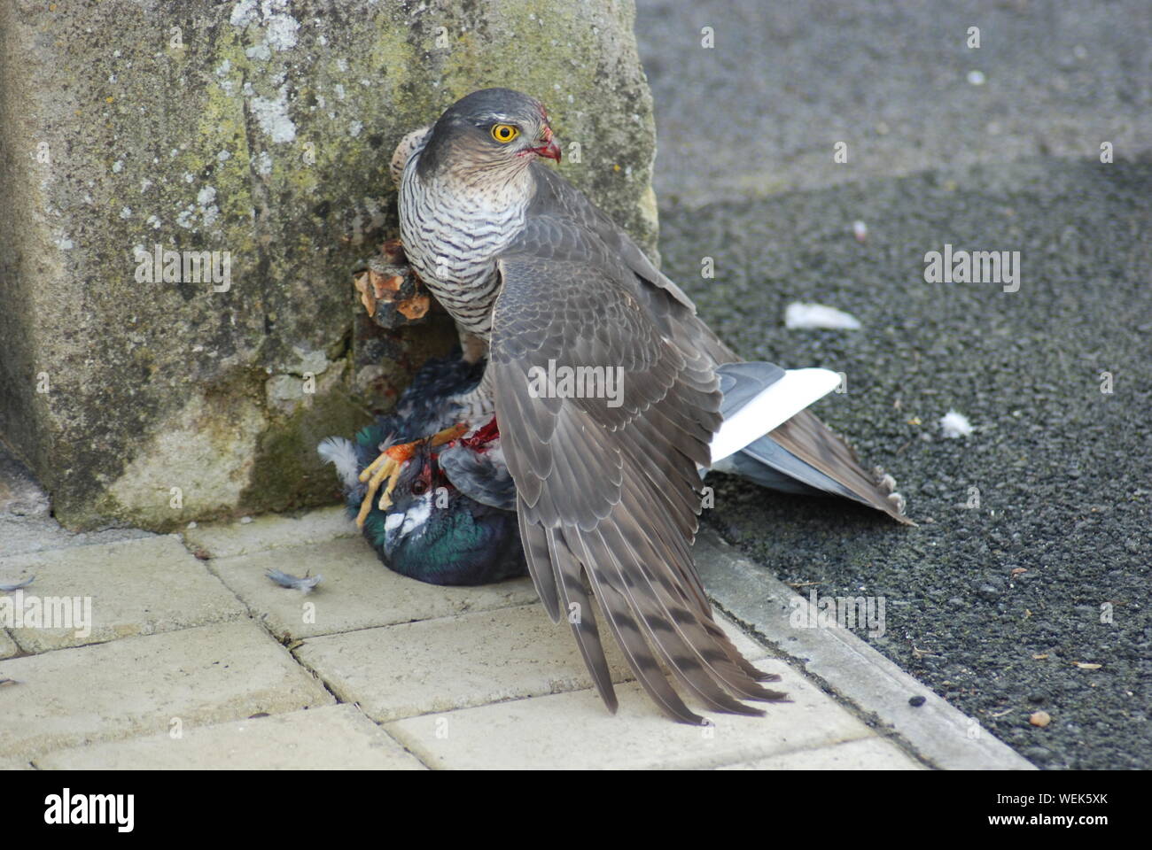 High Angle View Of Sparrow Hawk Hunting Pigeon Stock Photo