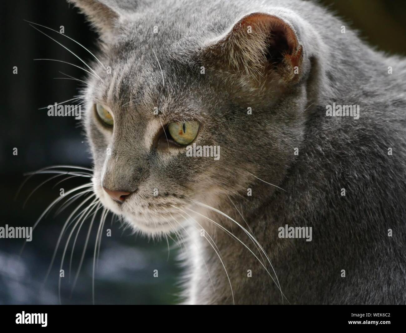 Side view, close up of one of the pampered cats at the Hemingway cats in Key West, Florida. Stock Photo