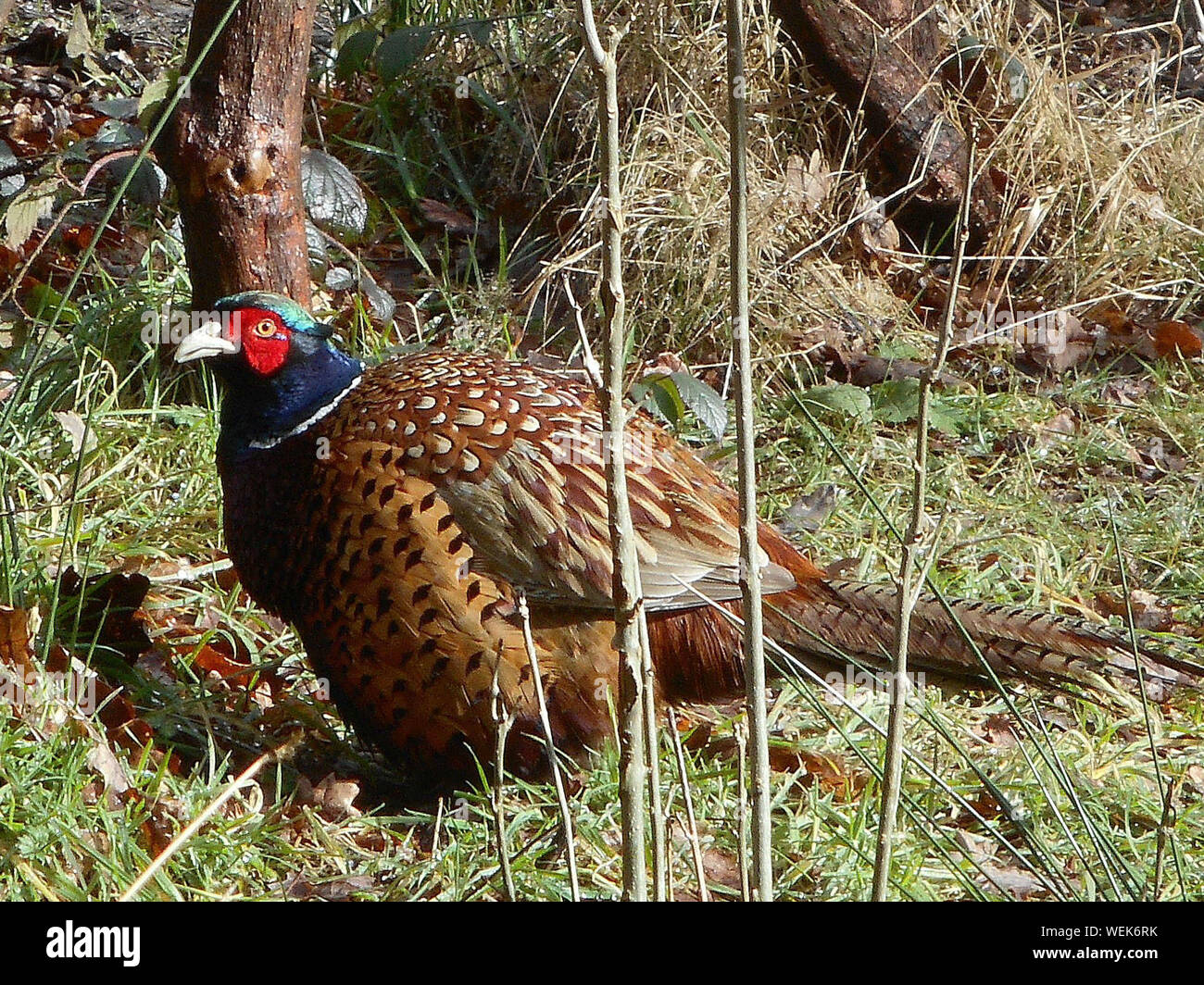 Ring-necked Pheasant On Field Stock Photo