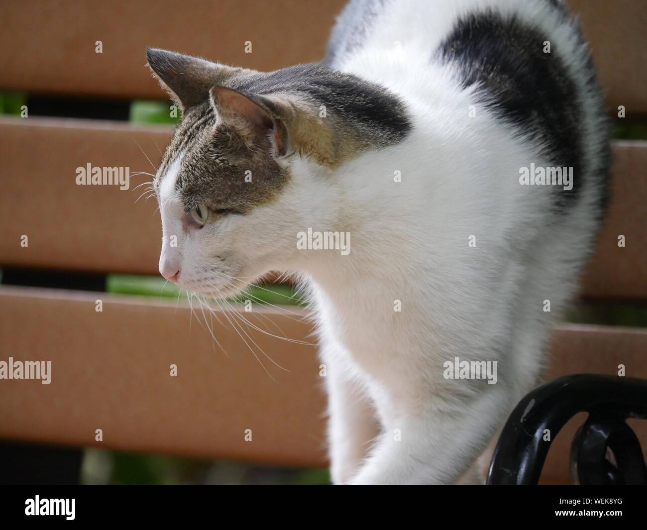 Cropped shot of a cat standing up on a wooden bench Stock Photo