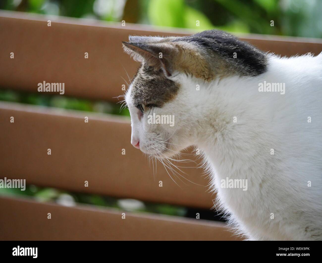 Side view of a cat standing up on a wooden bench at the Hemingway house in Key West, Florida. Stock Photo