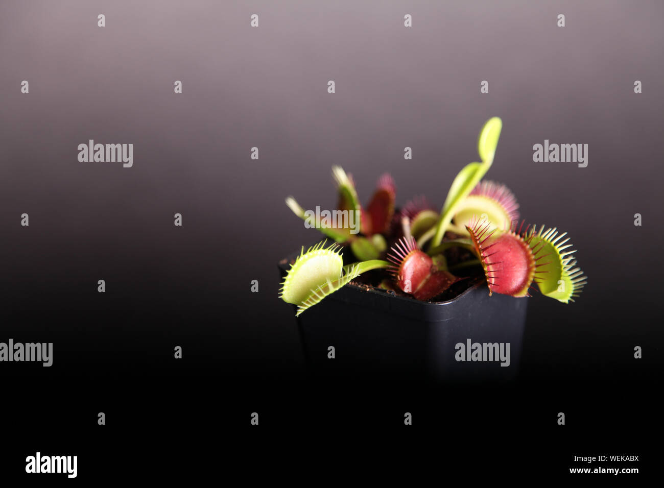 Venus fly trap (Dionaea Muscipula) plant in pot isolated on black background with copy space Stock Photo