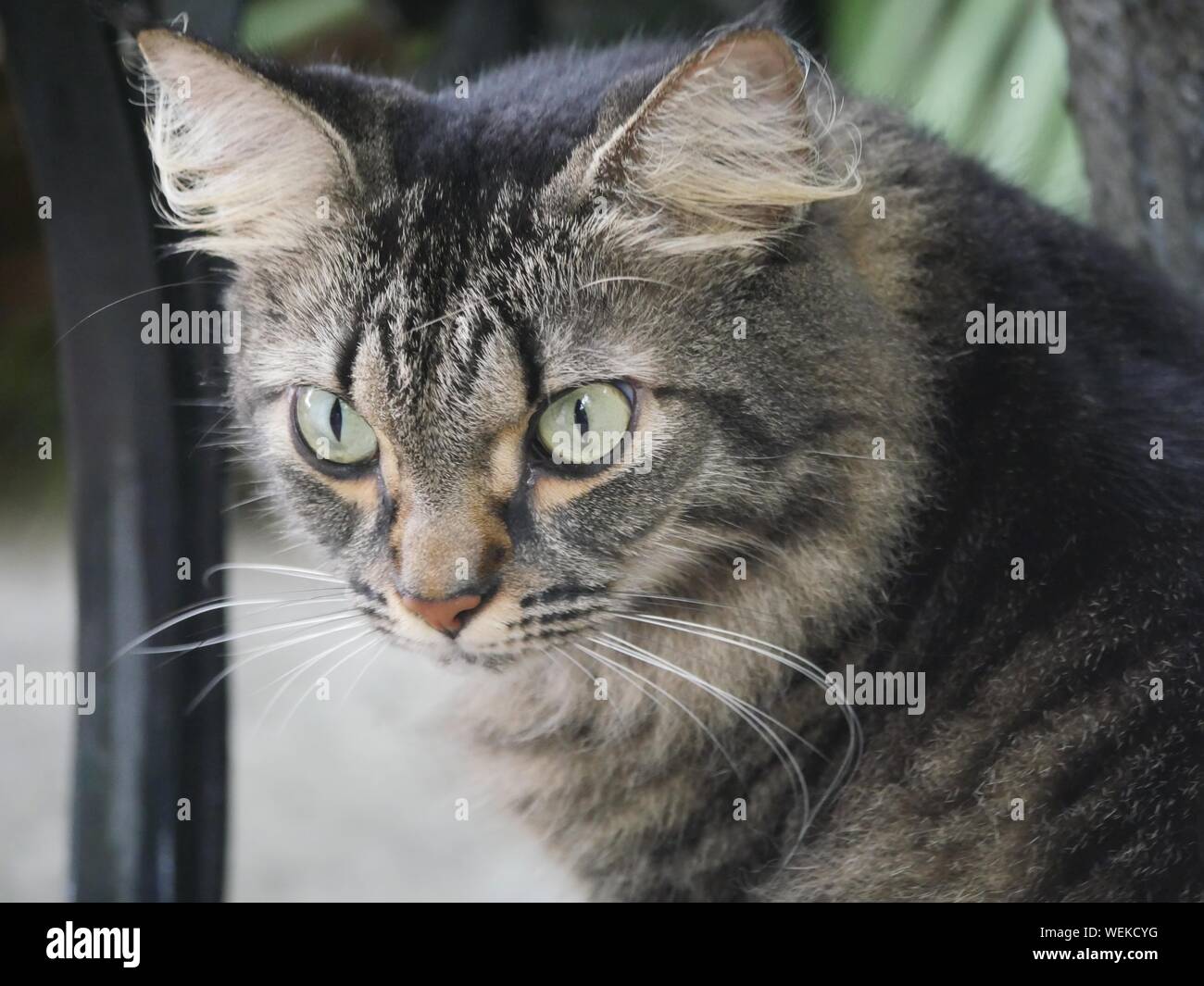Close up of a tabby at the Hemingway house in Key West, Florida. Stock Photo
