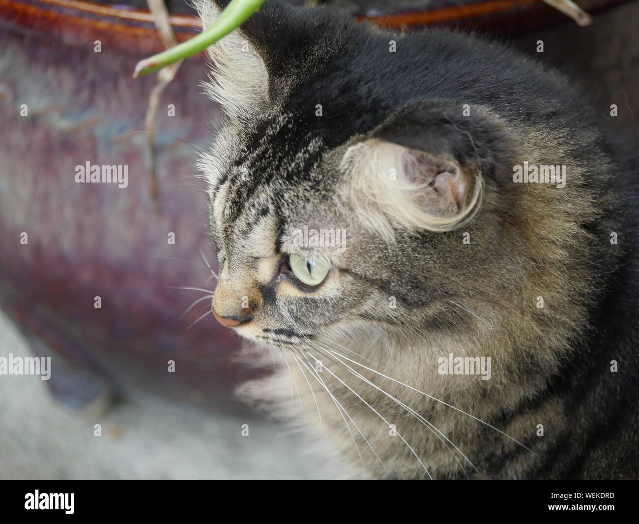 One of the pampered tabby cats at the Hemingway house in Key West, Florida. Stock Photo