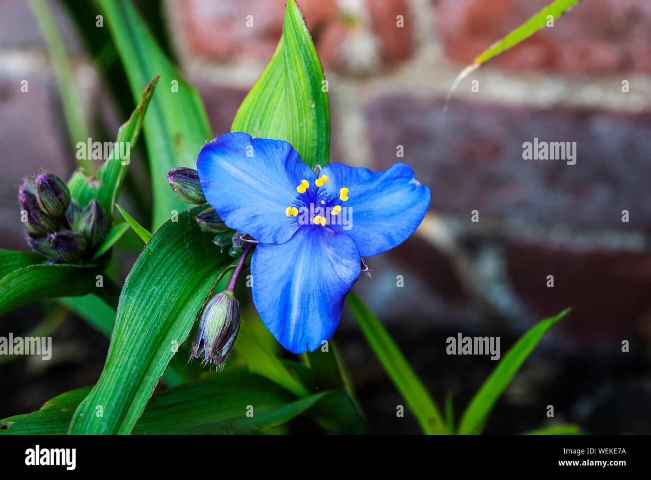 A Virginia Spiderwort (Tradescantia virginiana) Stock Photo