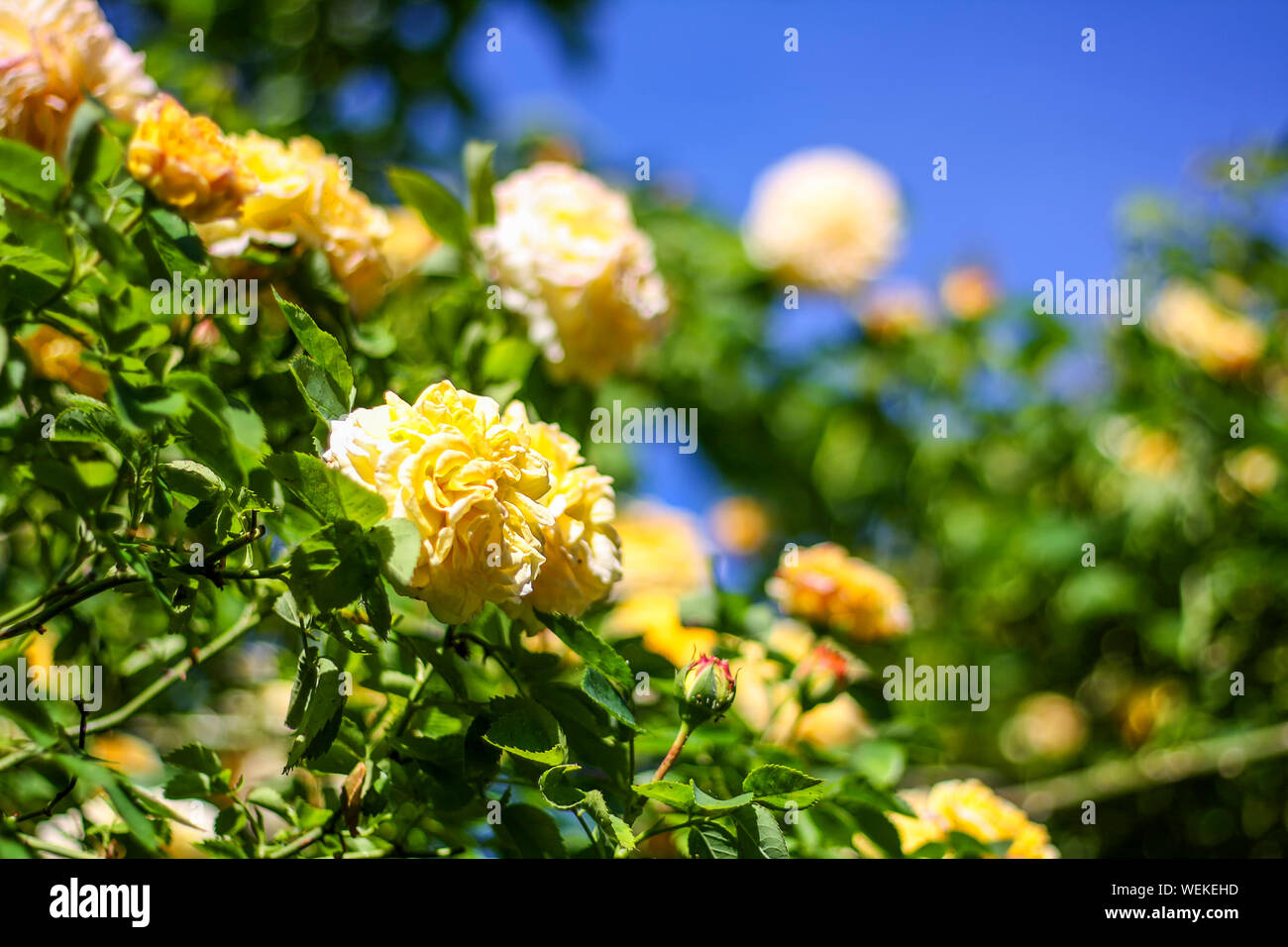 Blue sky and yellow roses hi-res stock photography and images - Alamy