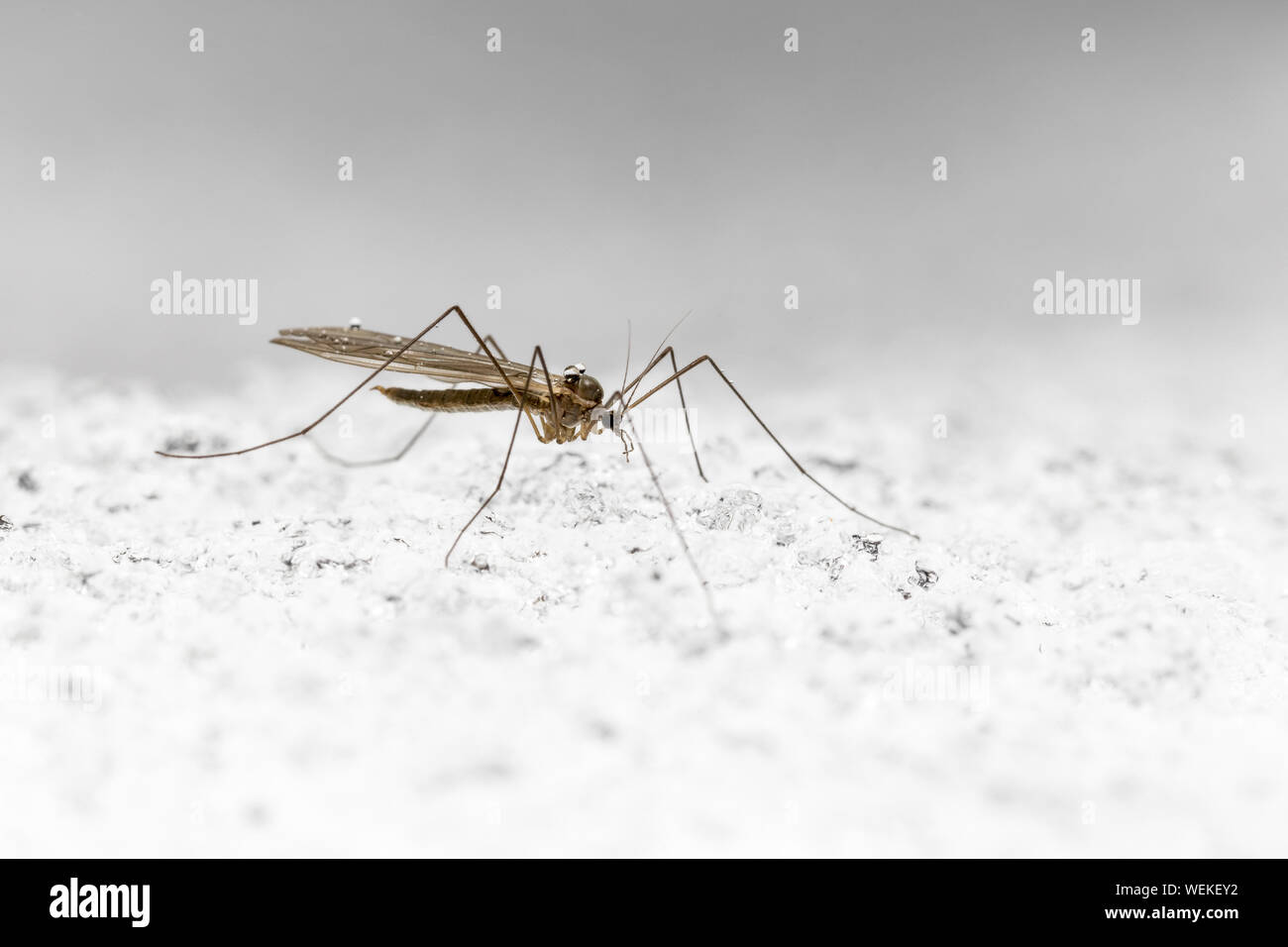 Ice mosquito hi-res stock photography and images - Alamy