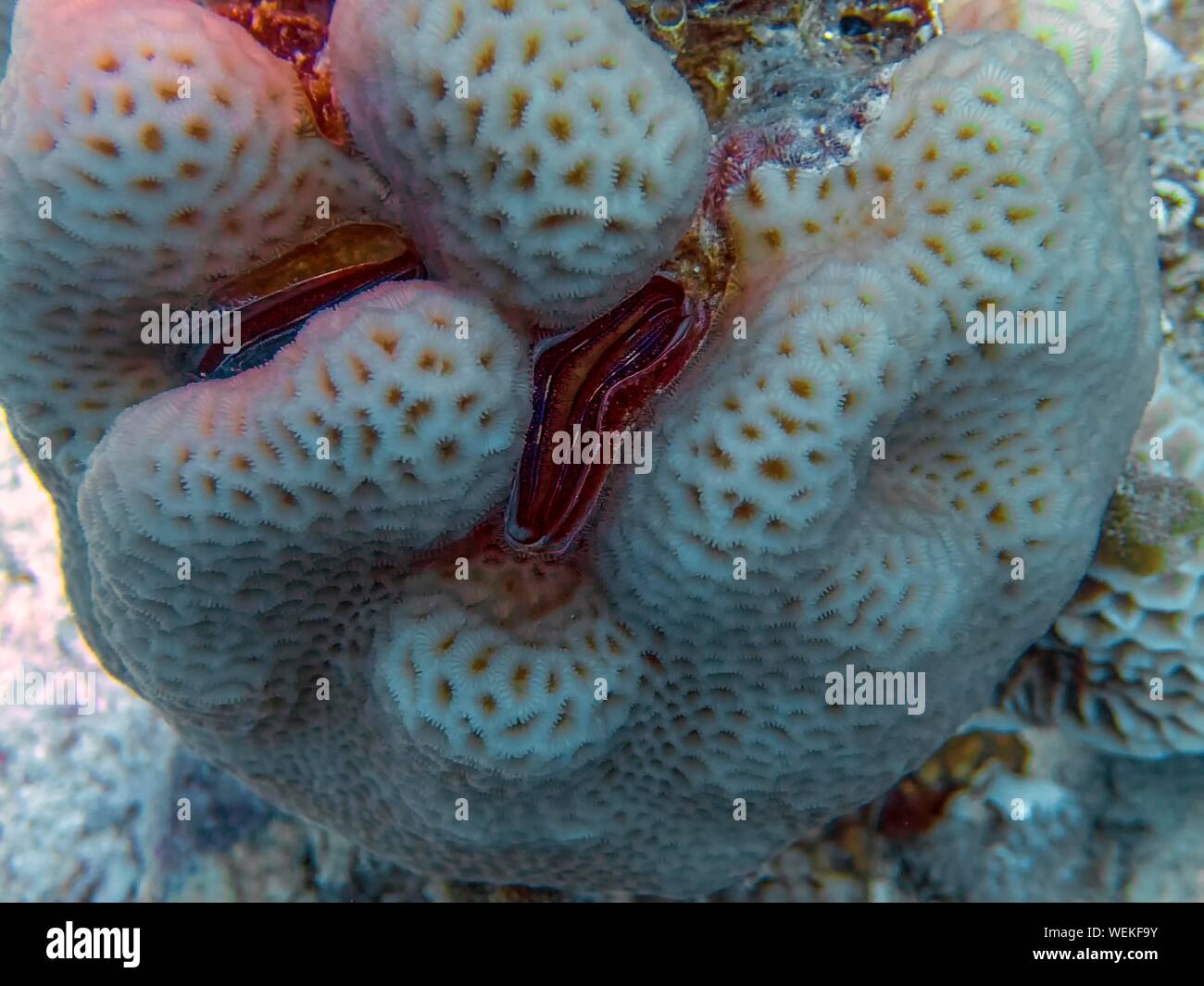 A Coral Clam (Pedum spondyloidum) in the Red Sea Stock Photo