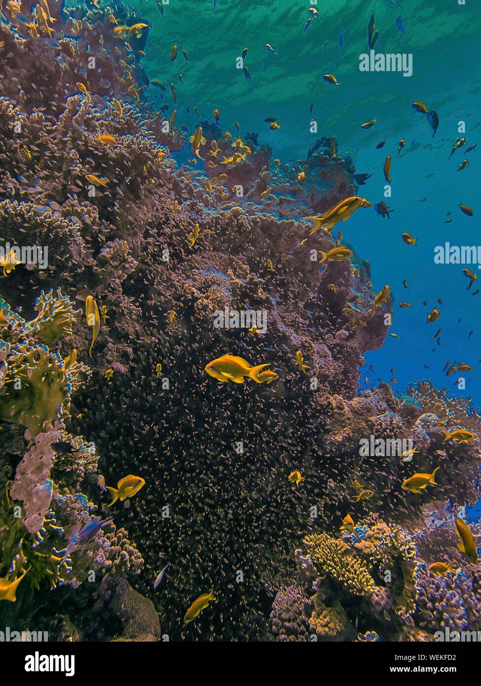 Coral reefs in the Red Sea, Egypt Stock Photo - Alamy