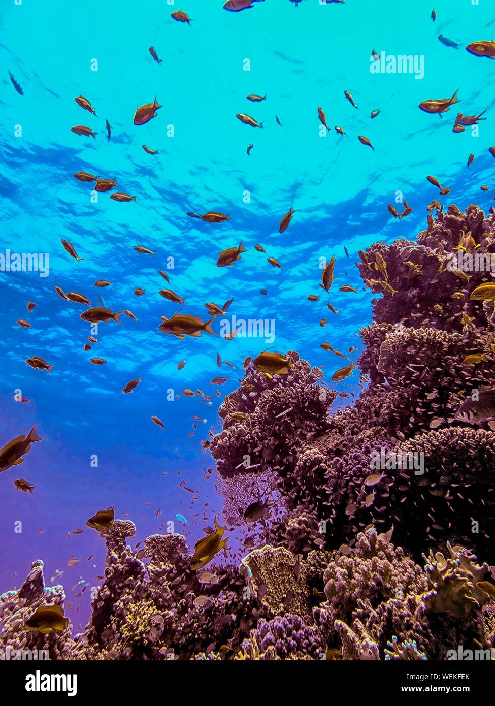 Coral reefs in the Red Sea, Egypt Stock Photo - Alamy
