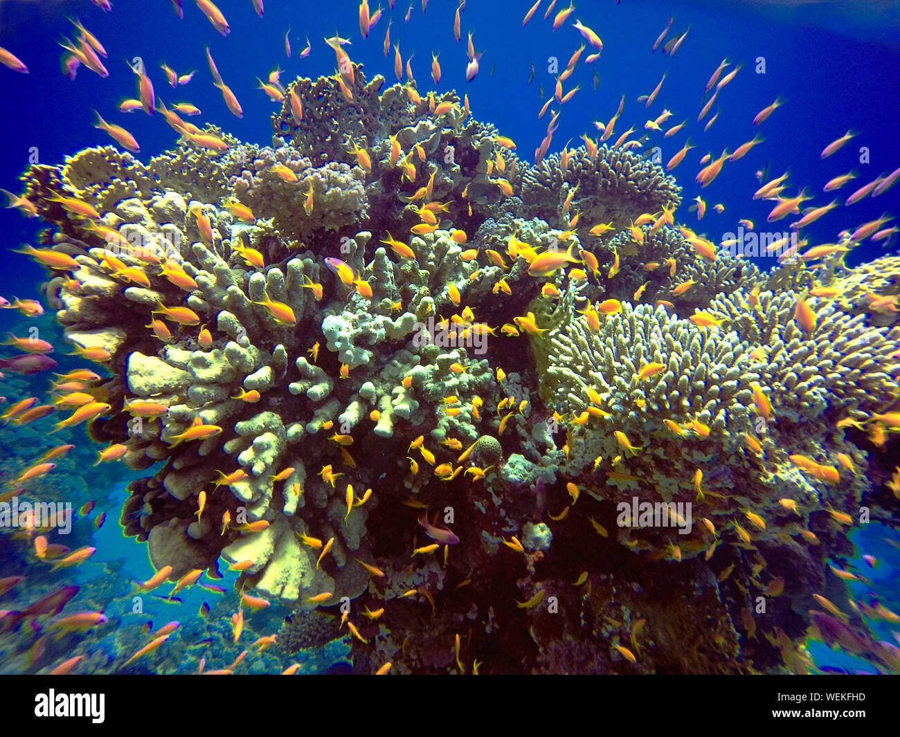 Coral reefs in the Red Sea, Egypt Stock Photo - Alamy