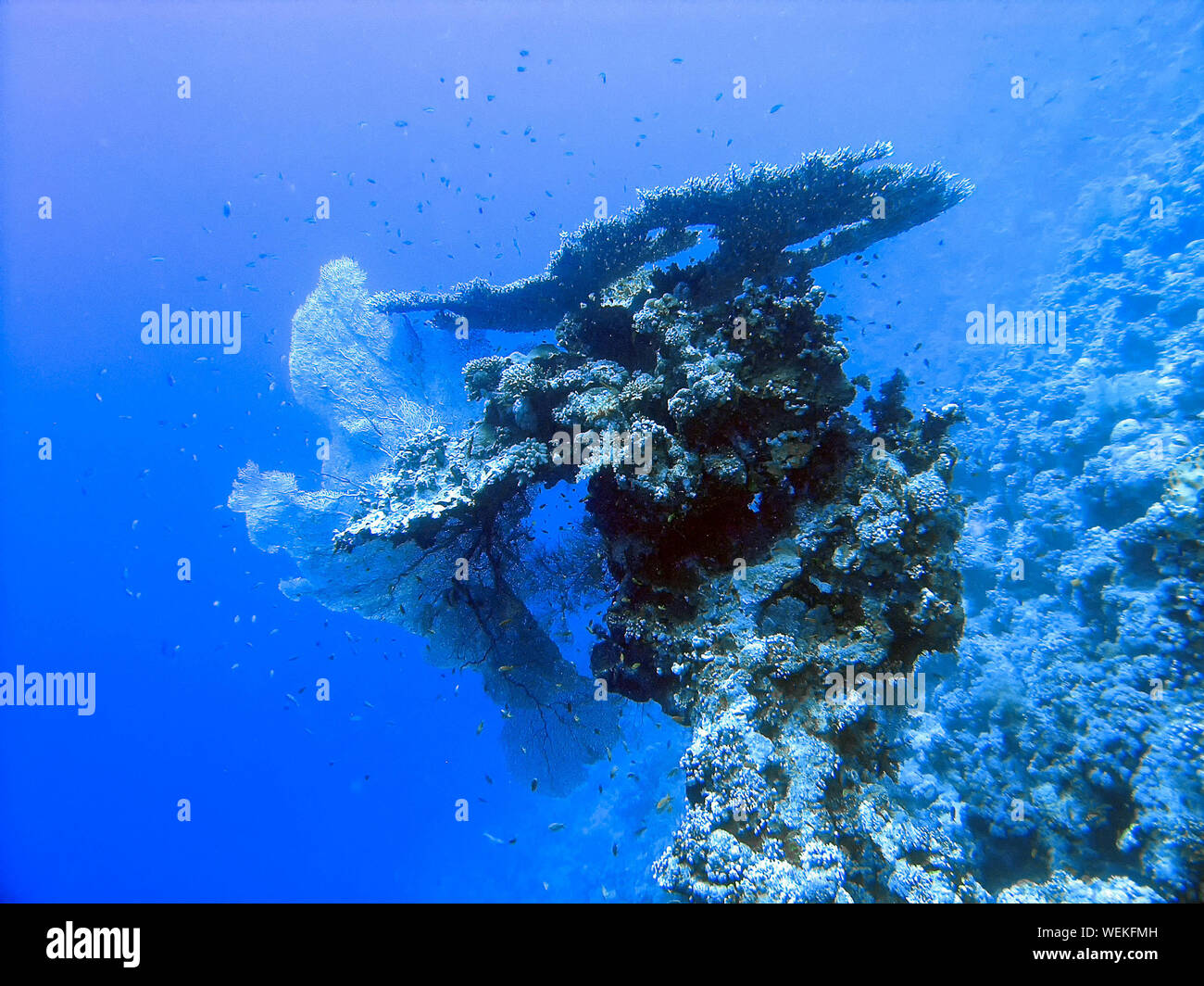 Coral reefs in the Red Sea, Egypt Stock Photo - Alamy