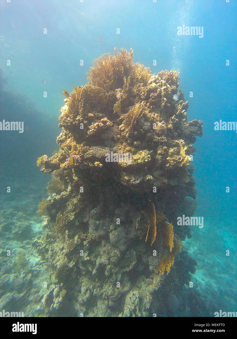 Coral reefs in the Red Sea, Egypt Stock Photo - Alamy