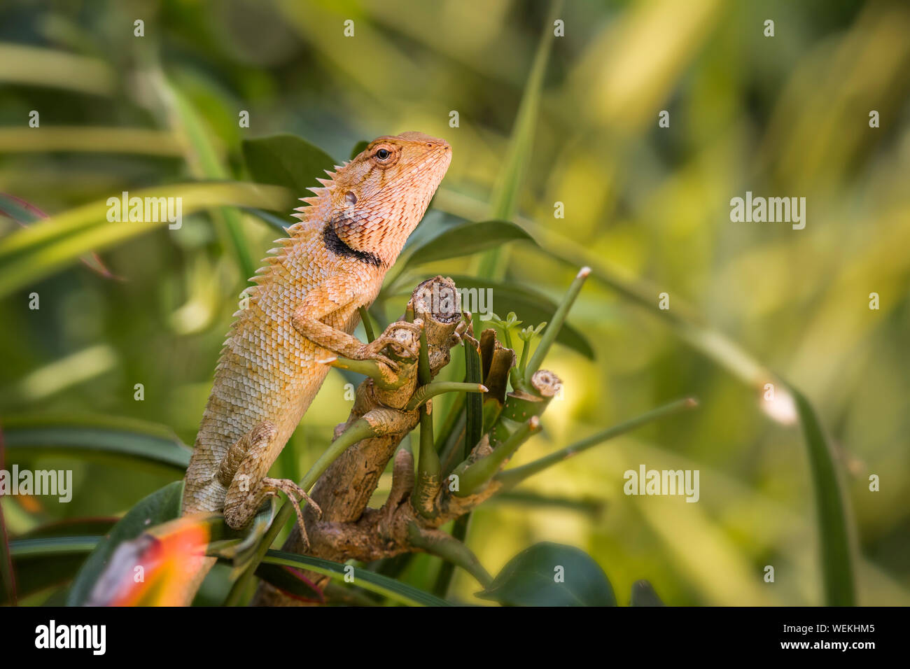 Oriental Garden Lizard Stock Photo