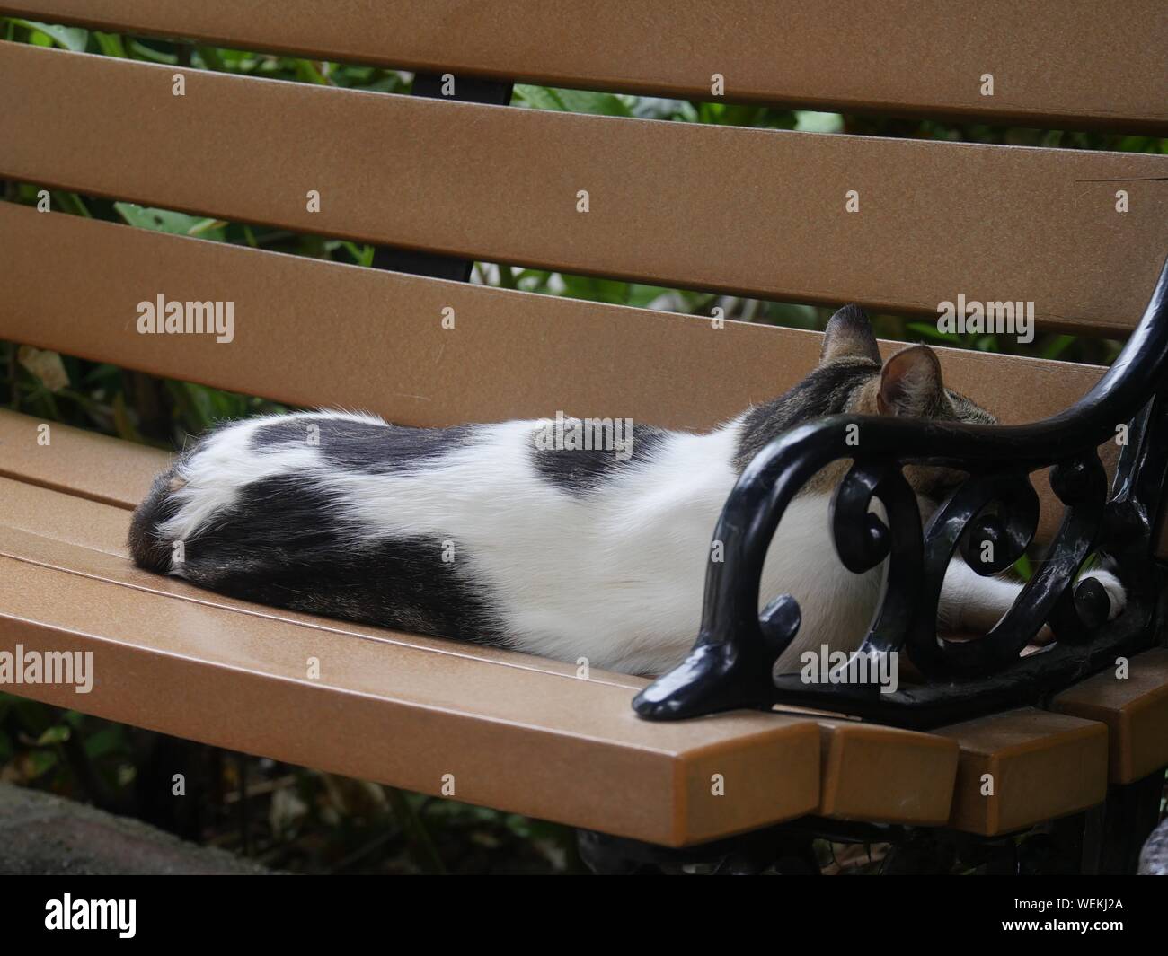 A black and white cat on a wooden bench at the Hemingway house in Key West, Florida. Stock Photo