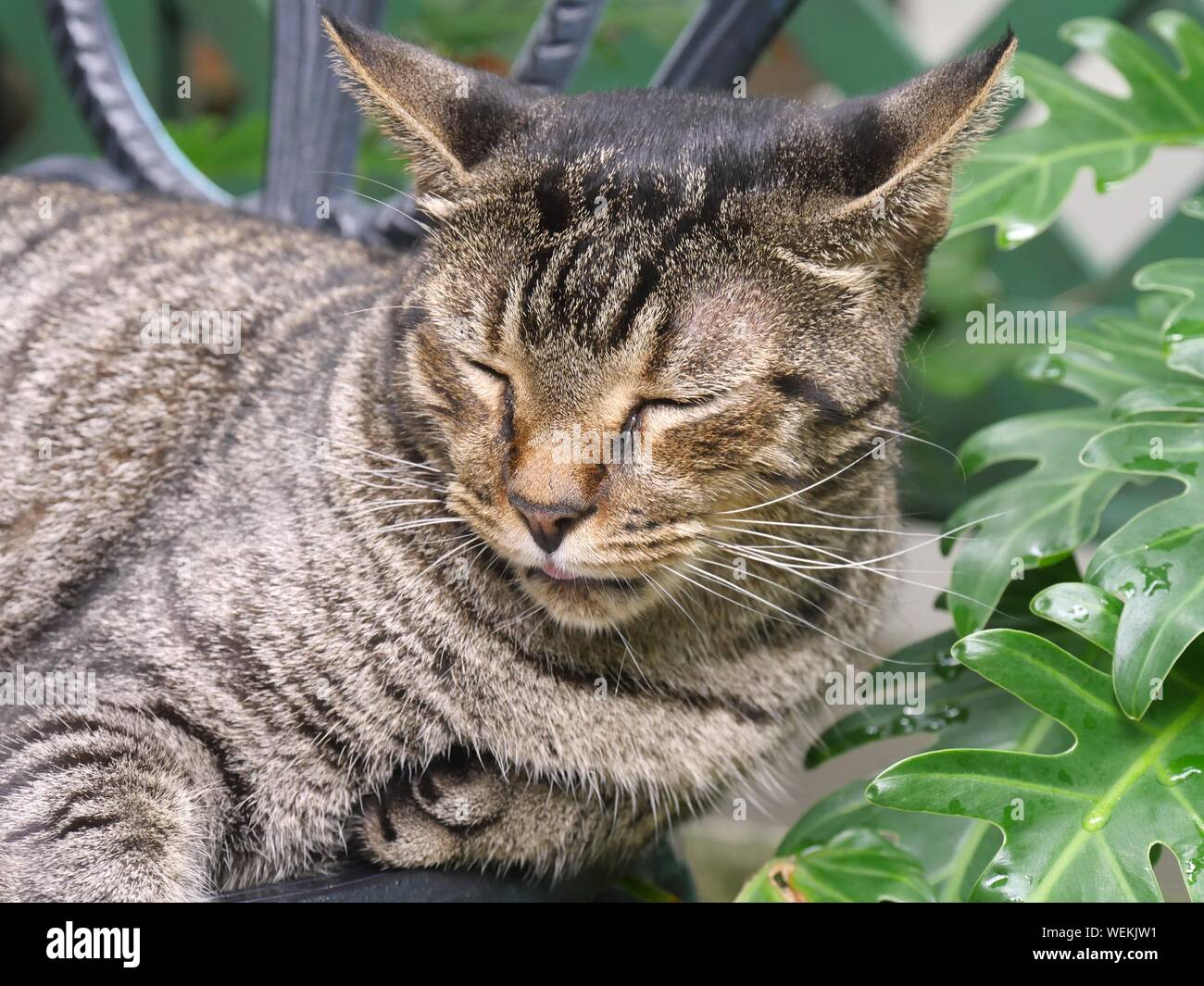 A tabby cat resting on a chair at the Hemingway house in Key West, Florida. Stock Photo