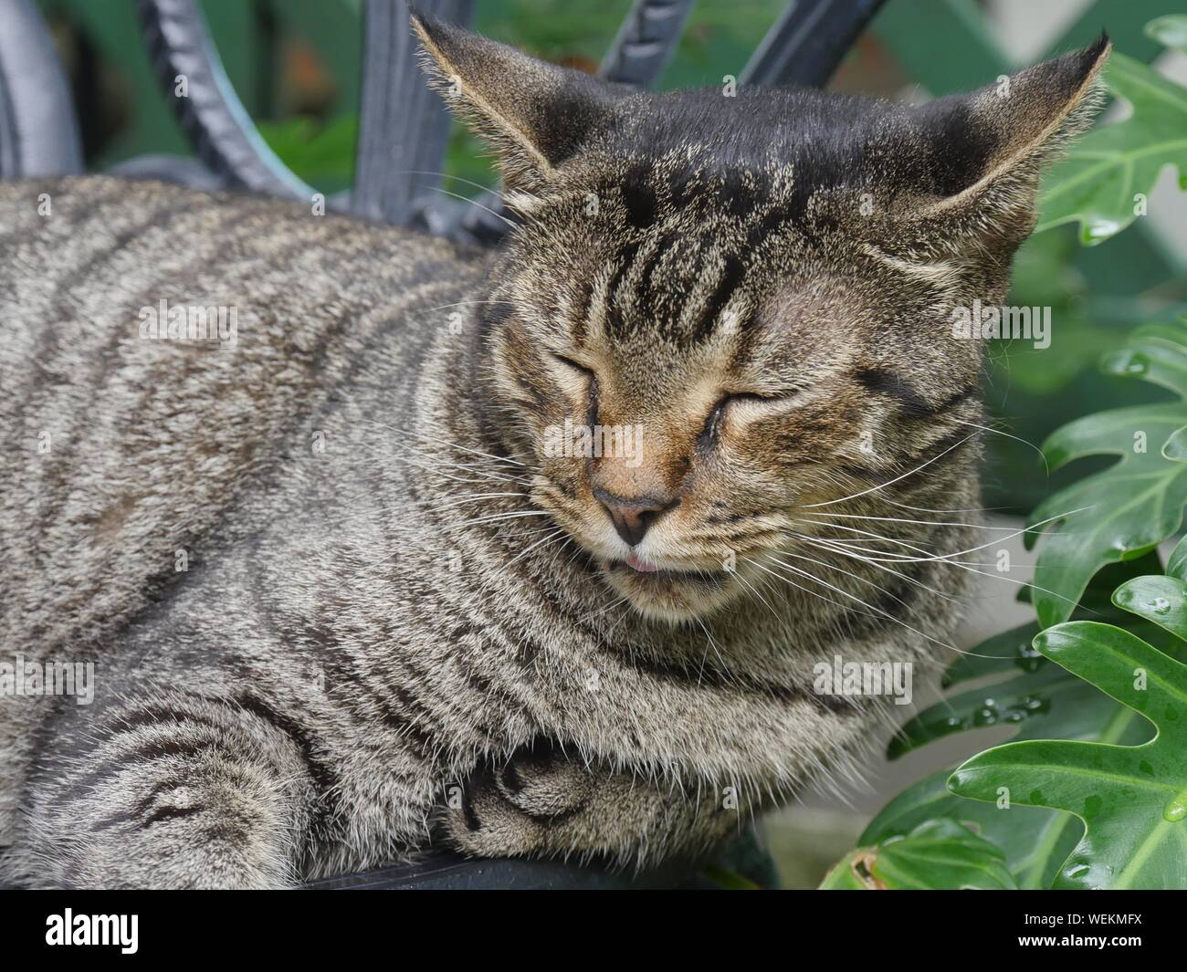 Medium close up of a tabby cat resting on a chair at the Hemingway house in Key West, Florida. Stock Photo