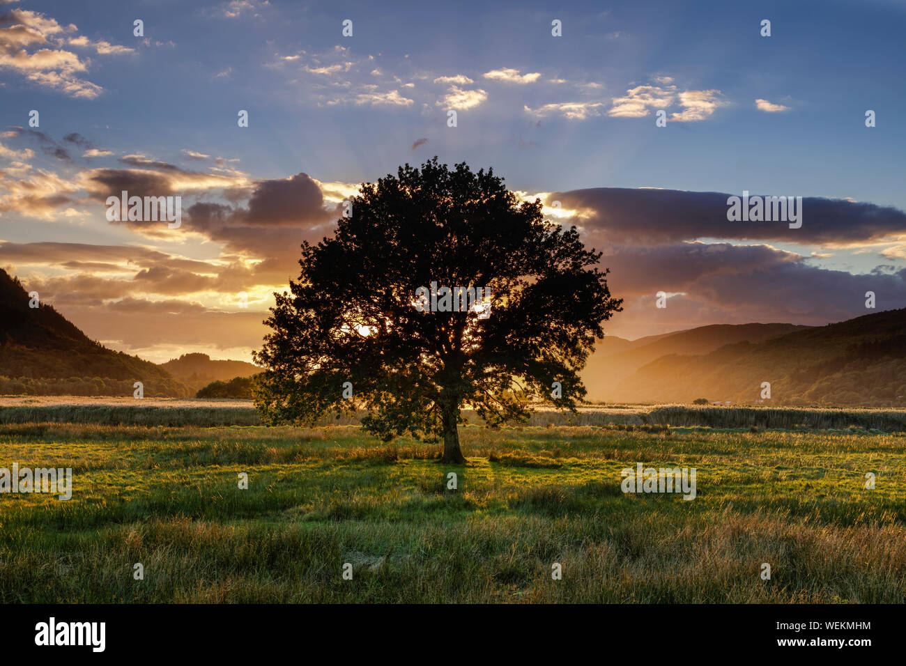 Dramatic image of a lone oak tree silhouetted against the sunset in a ...